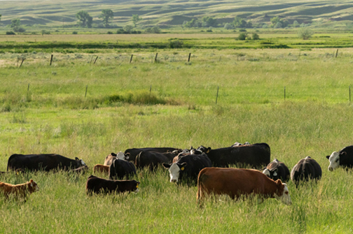 Black Hereford Cows