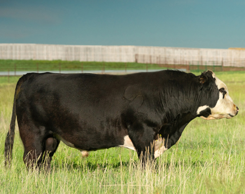 Black Hereford Sire